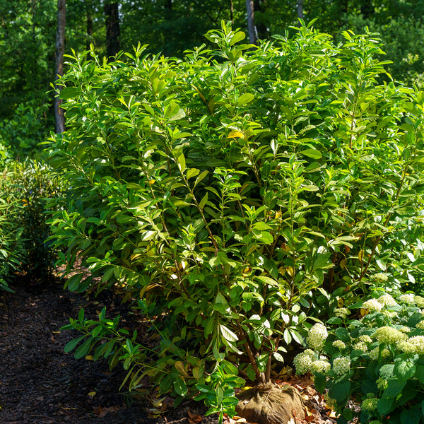 Cherry Laurel