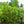 Load image into Gallery viewer, Cherry Laurel
