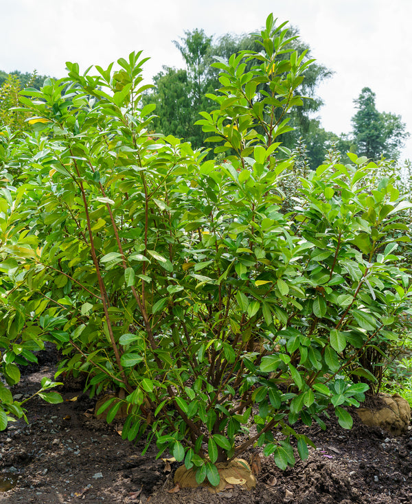 Cherry Laurel