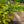 Load image into Gallery viewer, Cherry Laurel