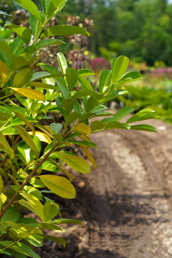 Cherry Laurel