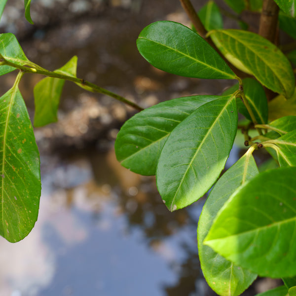 Cherry Laurel