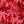 Load image into Gallery viewer, Englishtown Japanese Maple - Japanese Maple - Japanese Maples