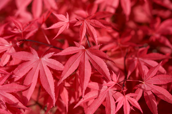Englishtown Japanese Maple - Japanese Maple - Japanese Maples