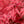 Load image into Gallery viewer, Englishtown Japanese Maple - Japanese Maple - Japanese Maples