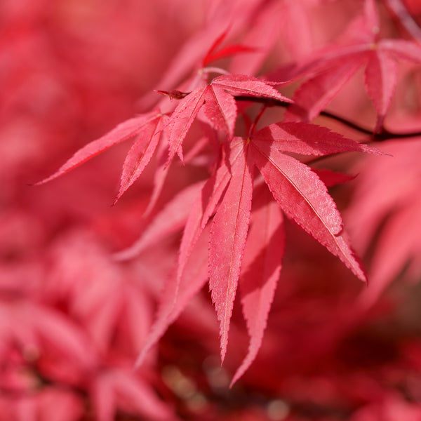 Englishtown Japanese Maple - Japanese Maple - Japanese Maples
