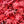 Load image into Gallery viewer, Englishtown Japanese Maple - Japanese Maple - Japanese Maples