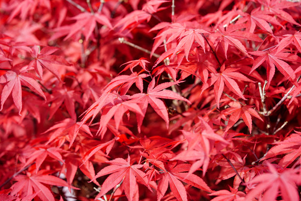 Englishtown Japanese Maple - Japanese Maple - Japanese Maples