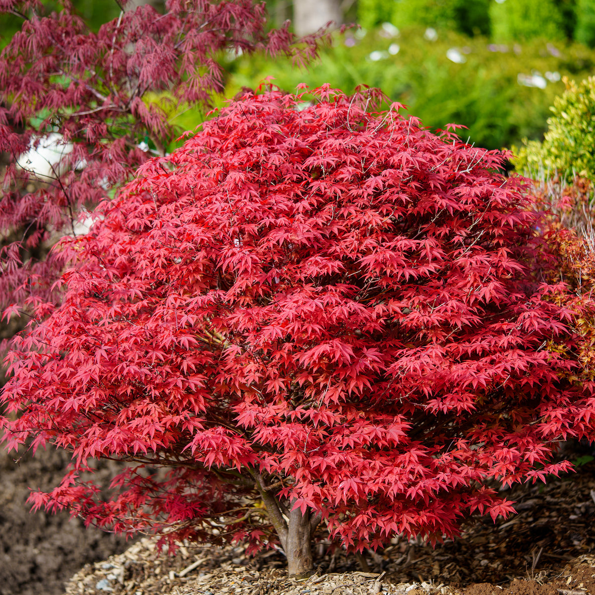 Englishtown Japanese Maple – Plant Detectives