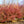 Load image into Gallery viewer, Englishtown Japanese Maple - Japanese Maple - Japanese Maples