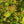 Load image into Gallery viewer, Erie Viburnum
