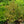 Load image into Gallery viewer, Erie Viburnum