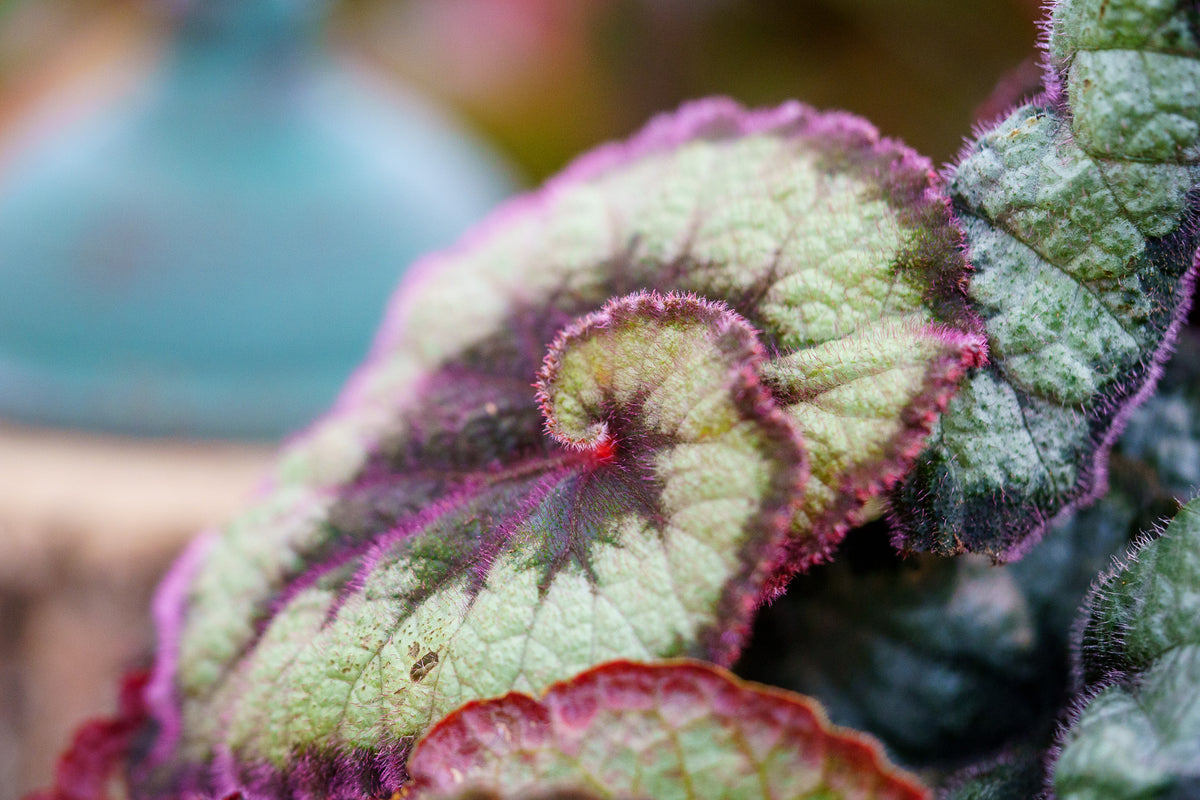 Escargot Begonia – Plant Detectives
