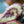 Load image into Gallery viewer, Escargot Begonia - Begonias - Houseplants
