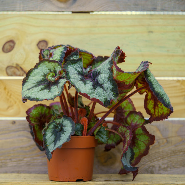 Escargot Begonia - Begonias - Houseplants