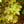Load image into Gallery viewer, Eskimo Sunset Sycamore Maple