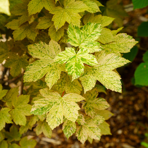 Eskimo Sunset Sycamore Maple