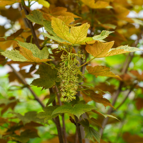Eskimo Sunset Sycamore Maple
