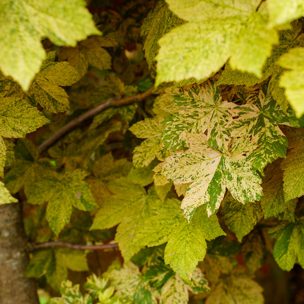 Eskimo Sunset Sycamore Maple