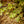 Load image into Gallery viewer, Eskimo Sunset Sycamore Maple