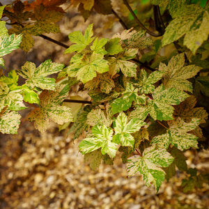 Eskimo Sunset Sycamore Maple