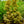 Load image into Gallery viewer, Eskimo Sunset Sycamore Maple