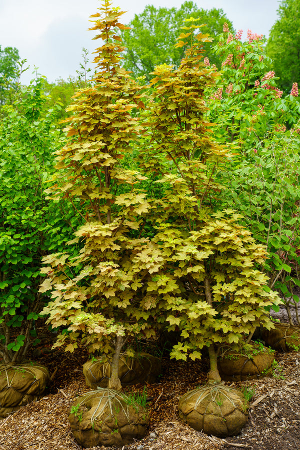 Eskimo Sunset Sycamore Maple