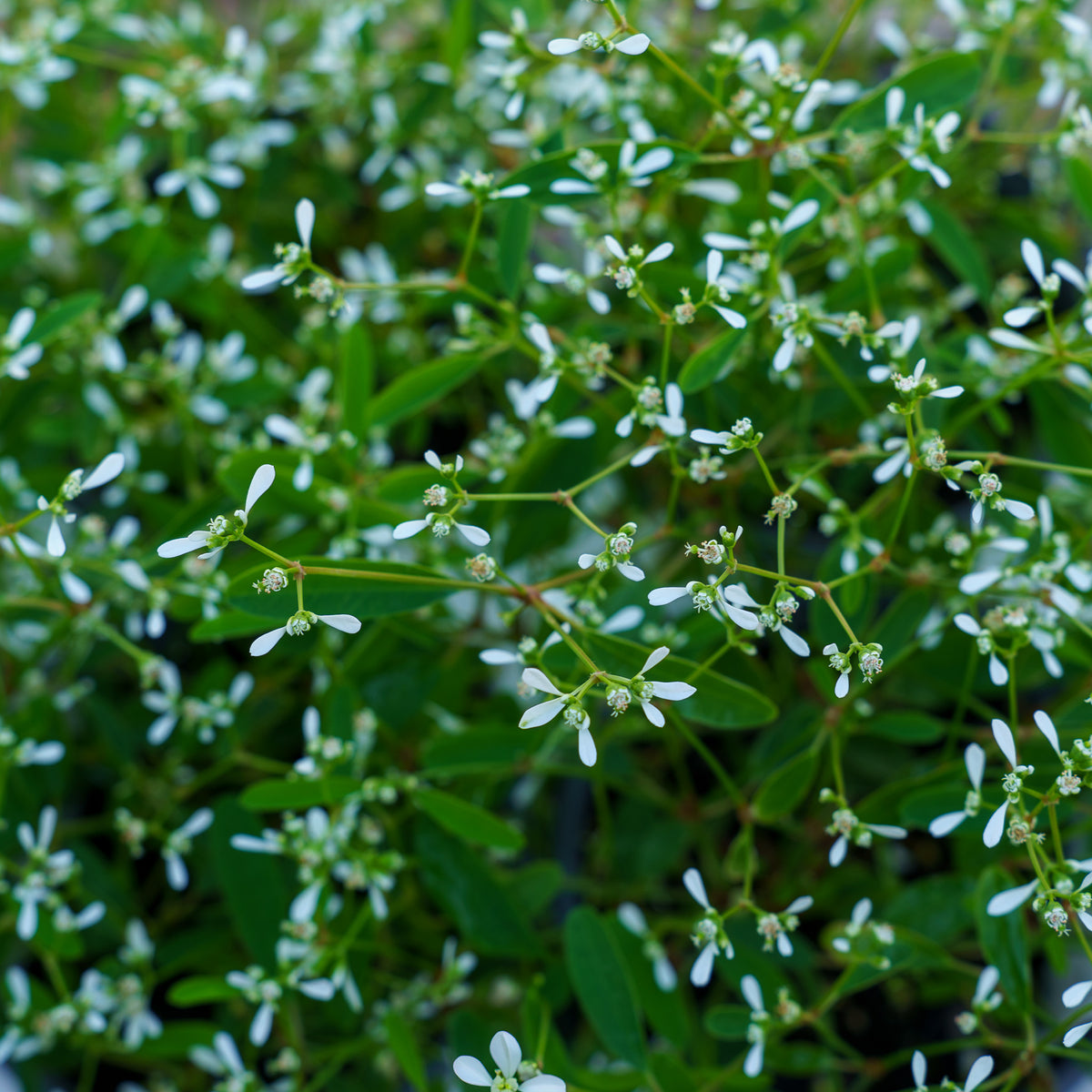Diamond Frost Euphorbia – Plant Detectives