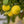 Load image into Gallery viewer, Eureka Lemon