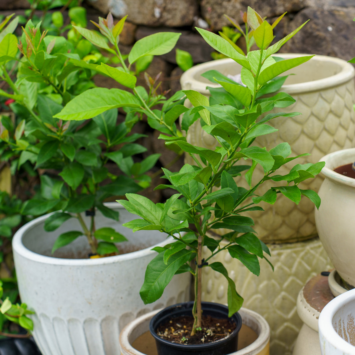 Eureka Lemon – Plant Detectives