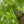Load image into Gallery viewer, European Beech - Beech - Shade Trees