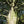 Load image into Gallery viewer, European Beech - Beech - Shade Trees