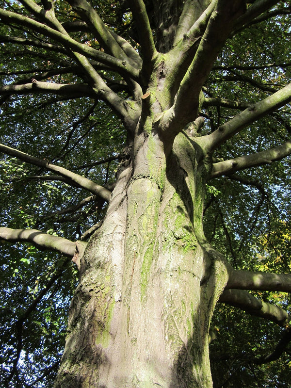 European Beech
