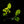 Load image into Gallery viewer, European Beech - Beech - Shade Trees