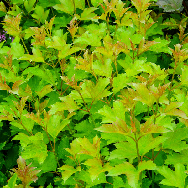 Compact European Cranberrybush