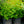 Load image into Gallery viewer, European Cranberry Bush - Viburnum - Shrubs