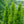 Load image into Gallery viewer, Pyramidal European Hornbeam - Hornbeam - Shade Trees