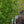 Load image into Gallery viewer, Pyramidal European Hornbeam - Hornbeam - Shade Trees