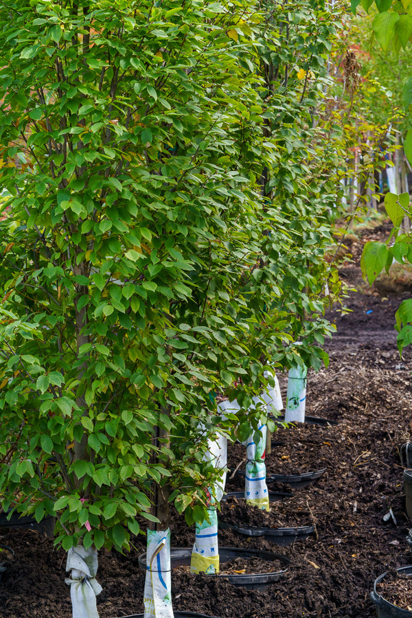 European Hornbeam - Hornbeam - Shade Trees