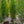 Load image into Gallery viewer, Pyramidal European Hornbeam - Hornbeam - Shade Trees