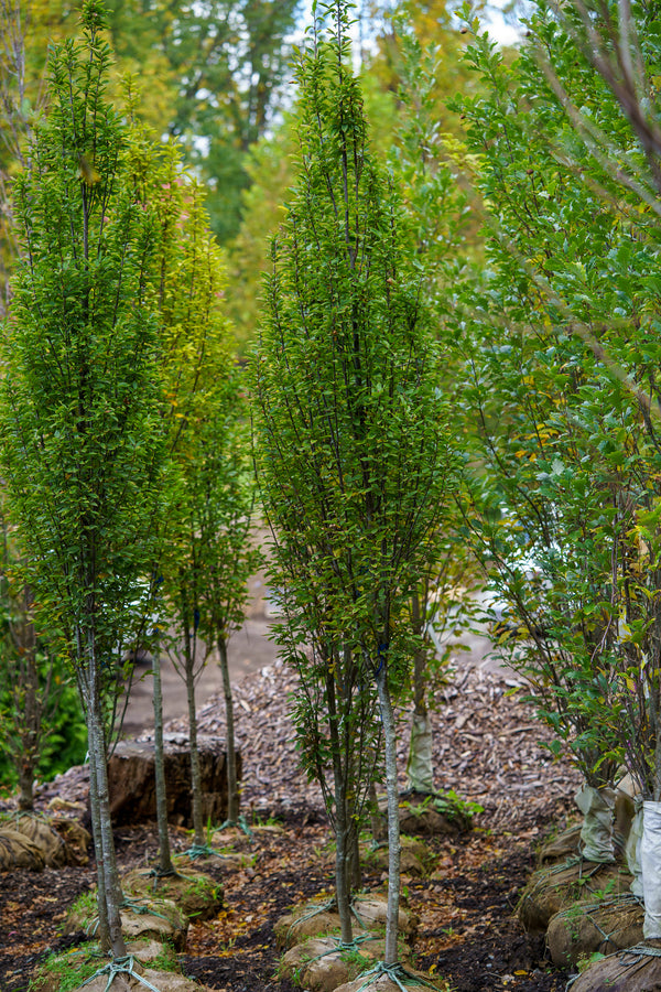 Pyramidal European Hornbeam - Hornbeam - Shade Trees