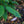 Load image into Gallery viewer, Pyramidal European Hornbeam - Hornbeam - Shade Trees
