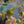 Load image into Gallery viewer, Evening Light Japanese Snowbell - Styrax - Flowering Trees
