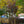Load image into Gallery viewer, Evening Light Japanese Snowbell - Styrax - Flowering Trees