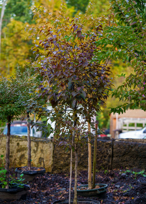 Evening Light Japanese Snowbell - Styrax - Flowering Trees