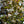 Load image into Gallery viewer, Evening Light Japanese Snowbell