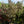 Load image into Gallery viewer, Evening Light Japanese Snowbell
