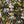 Load image into Gallery viewer, Evening Light Japanese Snowbell
