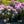 Load image into Gallery viewer, Everestianum Rhododendron - Rhododendron - Shrubs