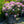 Load image into Gallery viewer, Everestianum Rhododendron - Rhododendron - Shrubs